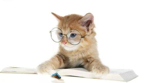 吃瓜娱乐酱猫,揭秘娱乐圈那些不为人知的幕后故事